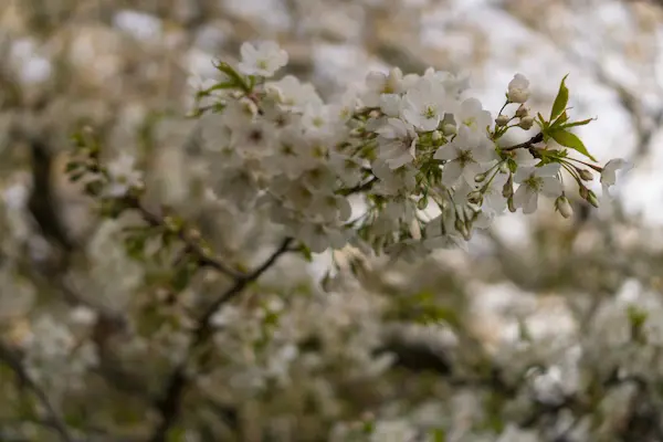 White blossom (6)